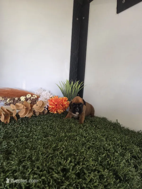 Stacy – Boxer puppy for sale in Montgomery, IN