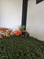 Stacy, a female Boxer for sale in Montgomery, IN – 1 of 4