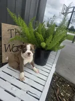 Dillon, a male Boston Terrier for sale in Montgomery, IN – 2 of 2