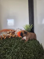 Stacy, a female Boxer for sale in Montgomery, IN – 2 of 4