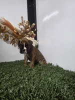 Macy, a female Boxer for sale in Montgomery, IN – 2 of 4