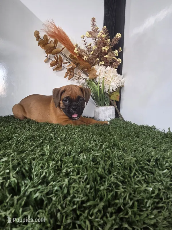 Milo – Boxer puppy for sale in Montgomery, IN