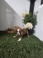 Teddy, a male Boxer for sale in Montgomery, IN – 3 of 5