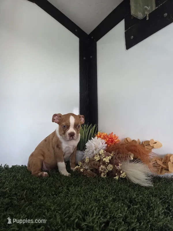 Payton – Boston Terrier puppy for sale in Montgomery, IN