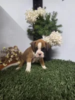 Max, a male Boxer for sale in Montgomery, IN – 2 of 3