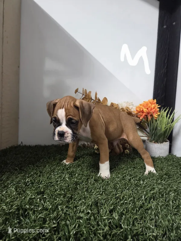 Max – Boxer puppy for sale in Montgomery, IN