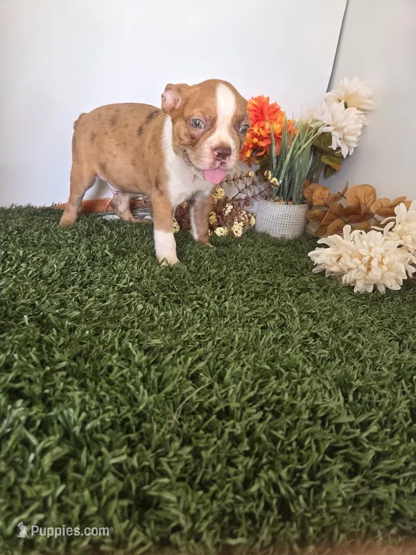 Payton – Boston Terrier puppy for sale in Montgomery, IN