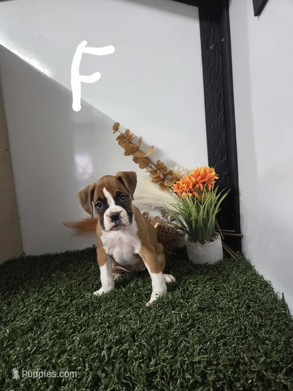 Cassie – Boxer puppy for sale in Montgomery, IN