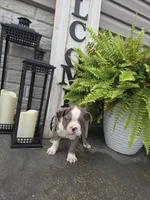 Brady, a male Boston Terrier for sale in Montgomery, IN – 4 of 4