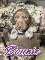 Bonnie, a female German Shorthaired Pointer for sale in Corpus Christi, TX – Photo 1 of 3