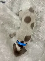 processed/33528689-4360-4d05-9e06-2b31941248a5/listing/7117a623-a36a-45e4-84f6-a9f613f49c81/939fcd03-d370-423f-94e2-b07c1662355e