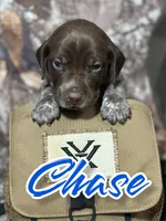 Chase, a male German Shorthaired Pointer for sale in Corpus Christi, TX – Photo 1 of 3