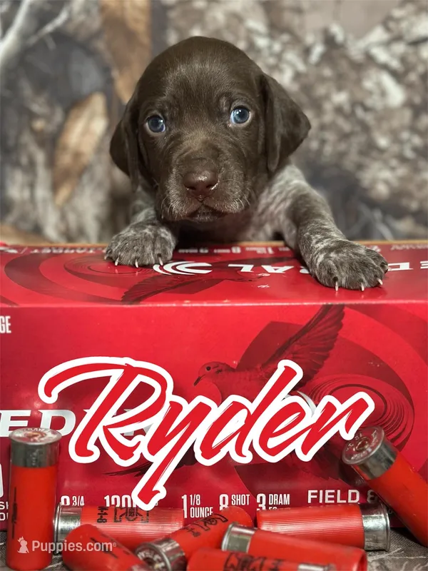 Ryder