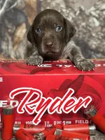 Ryder, a male German Shorthaired Pointer for sale in Corpus Christi, TX – Photo 1 of 3