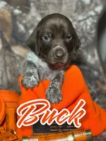 Buck, a male German Shorthaired Pointer for sale in Corpus Christi, TX – Photo 1 of 3
