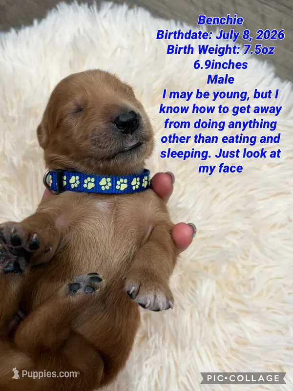 Benchie – Goldendoodle puppy for sale in Morley, MI