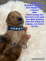 Benchie, a male Goldendoodle for sale in Morley, MI – 1 of 1