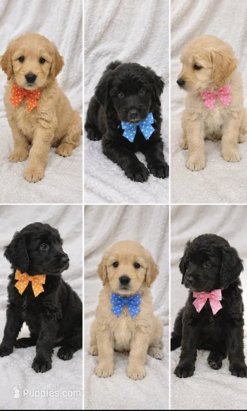 Goldendoodles – Goldendoodle puppy for sale in Cedar Springs, MI