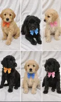 Goldendoodles, a male Goldendoodle for sale in Cedar Springs, MI – 1 of 1