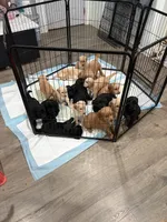 F3 Standard Goldendoodles, a male Goldendoodle for sale in Cedar Springs, MI – 2 of 2