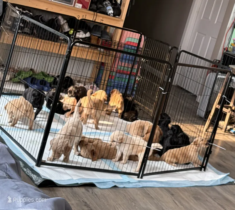 F3 Standard Goldendoodles – Goldendoodle puppy for sale in Cedar Springs, MI