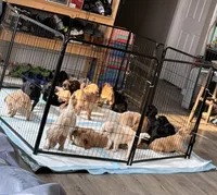 F3 Standard Goldendoodles, a male Goldendoodle for sale in Cedar Springs, MI – 1 of 2