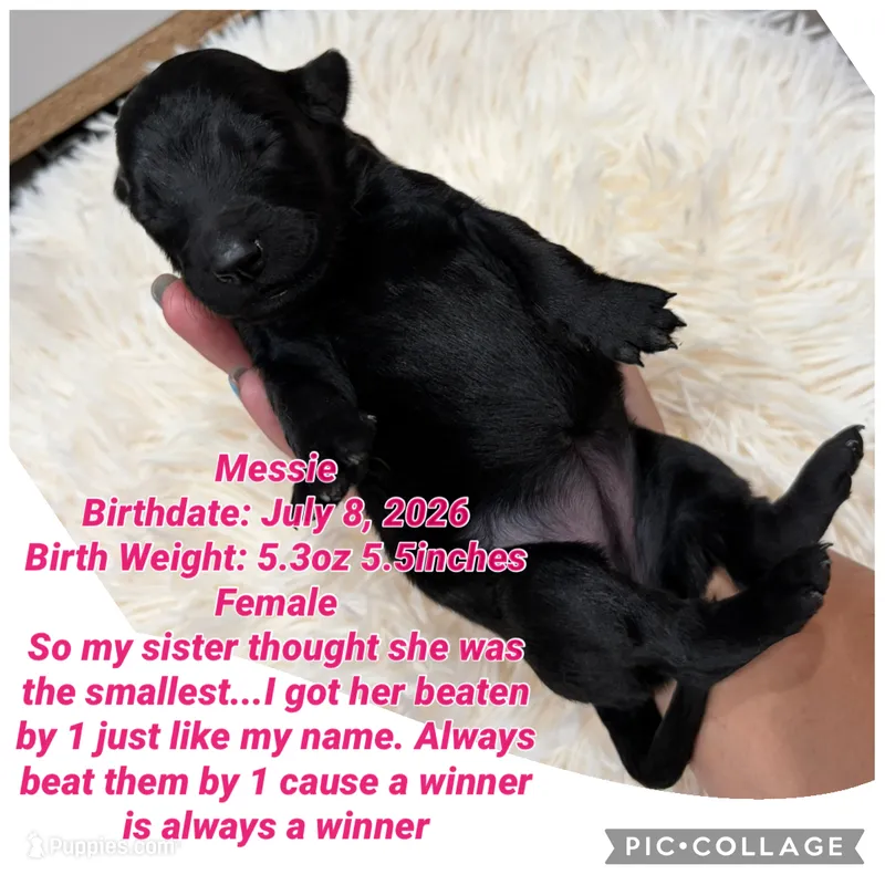 Messie – Goldendoodle puppy for sale in Morley, MI