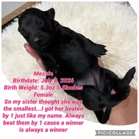 Messie, a female Goldendoodle for sale in Morley, MI – 1 of 1
