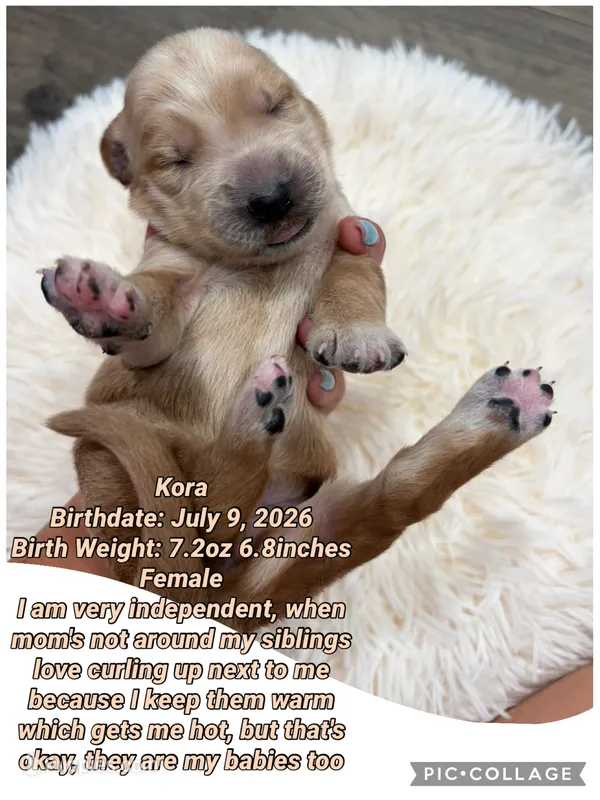Kora – Goldendoodle puppy for sale in Morley, MI