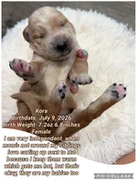 Kora, a male Goldendoodle for sale in Morley, MI – 1 of 1