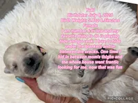 Yuki, a female Goldendoodle for sale in Morley, MI – 1 of 1