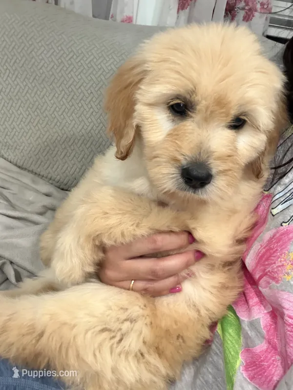 Golden – Goldendoodle puppy for sale in Cedar Springs, MI