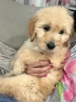 Golden, a male Goldendoodle for sale in Cedar Springs, MI – 1 of 1