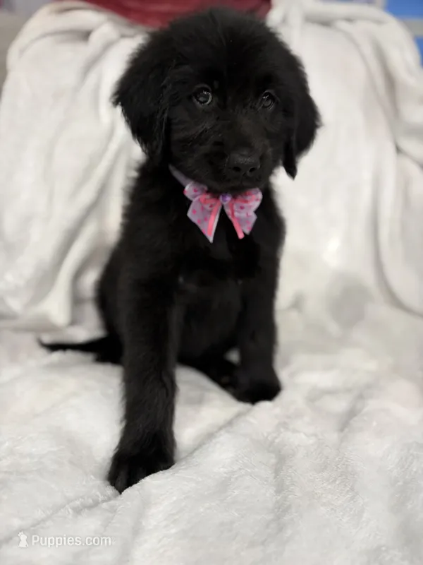 Golden – Goldendoodle puppy for sale in Cedar Springs, MI
