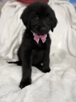 Golden, a male Goldendoodle for sale in Cedar Springs, MI – 1 of 1