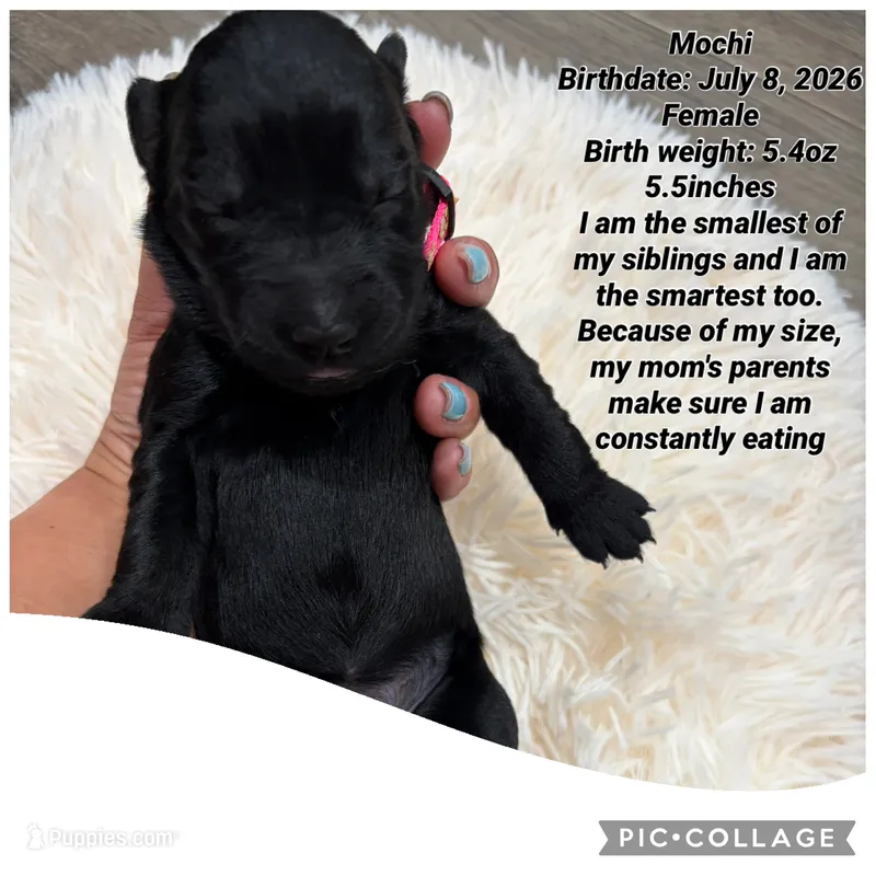 Mochi – Goldendoodle puppy for sale in Morley, MI
