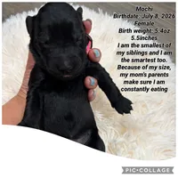 Mochi, a male Goldendoodle for sale in Morley, MI – 1 of 1