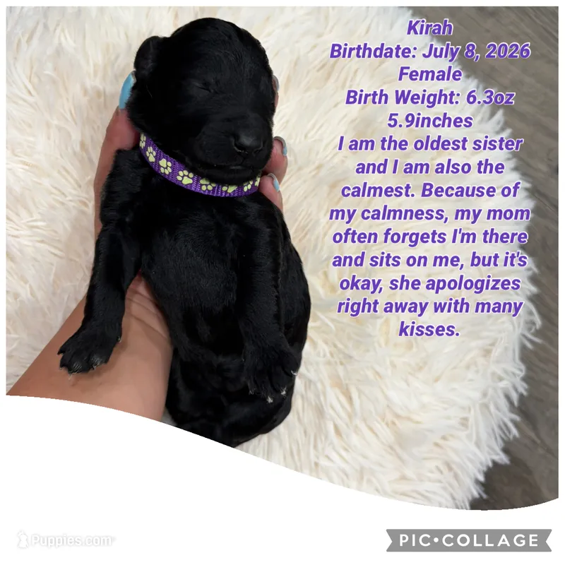 Kira – Goldendoodle puppy for sale in Morley, MI