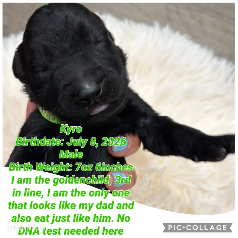 Kyro – Goldendoodle puppy for sale in Morley, MI