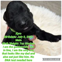 Kyro, a male Goldendoodle for sale in Morley, MI – 1 of 1