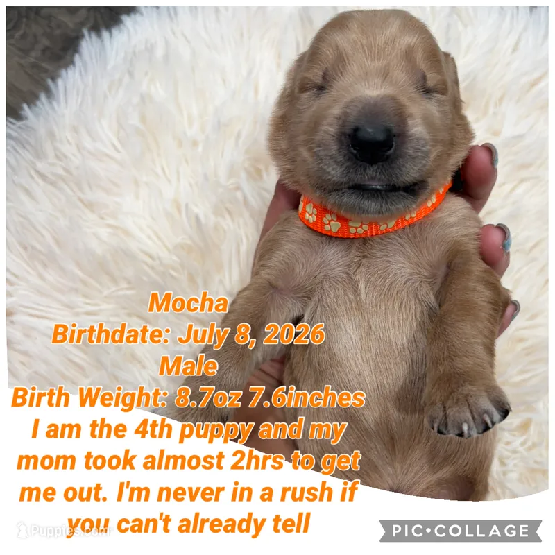 Mocha – Goldendoodle puppy for sale in Morley, MI