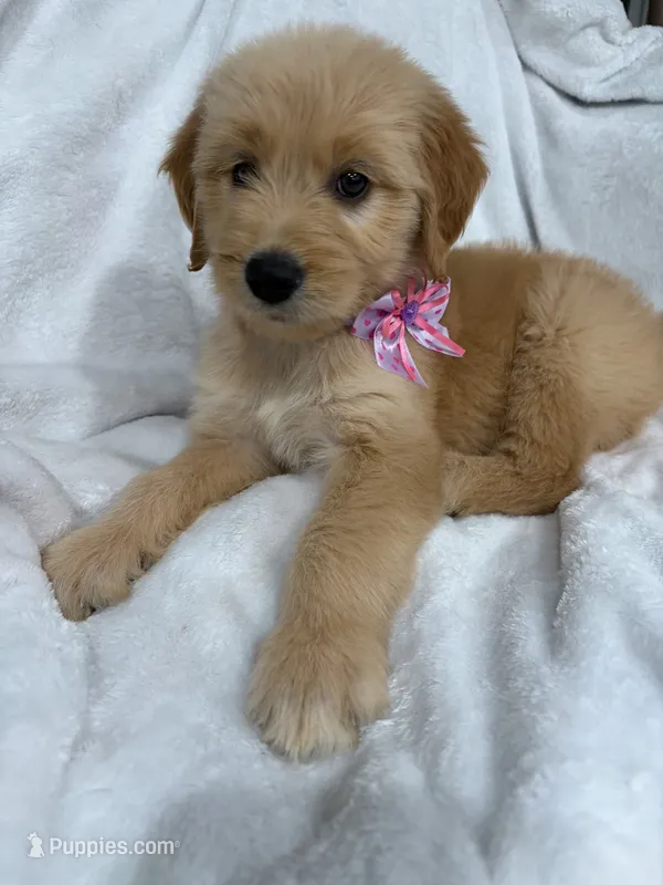 Goldendoodle – Goldendoodle puppy for sale in Cedar Springs, MI