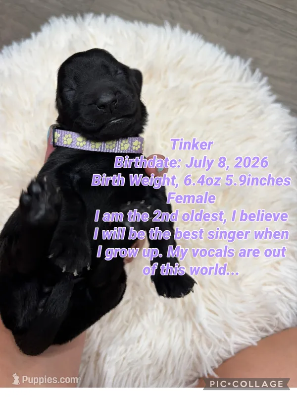 Tinker – Goldendoodle puppy for sale in Morley, MI