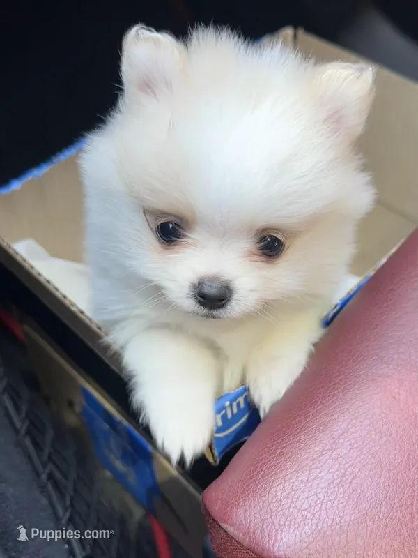 Tilly – Pomeranian puppy on hold in Laredo, TX