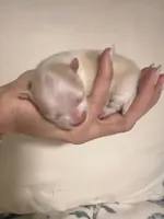 Tilly, a female Pomeranian for sale in Laredo, TX – Photo 6 of 10