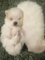 Tilly, a female Pomeranian for sale in Laredo, TX – Photo 4 of 10