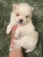 Tilly, a female Pomeranian for sale in Laredo, TX – Photo 2 of 10