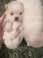 Tilly, a female Pomeranian for sale in Laredo, TX – Photo 3 of 10