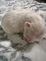 Tilly, a female Pomeranian for sale in Laredo, TX – Photo 9 of 10