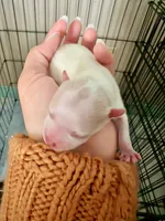 Tilly, a female Pomeranian for sale in Laredo, TX – Photo 8 of 10